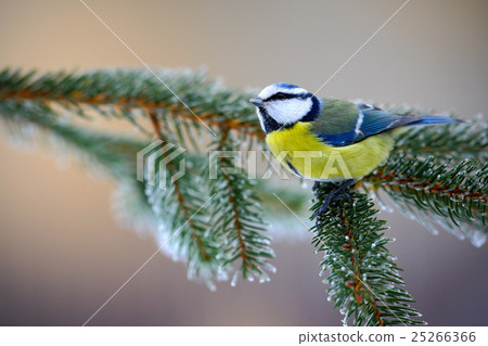 Blue Tit, cute blue and yellow songbird in winter 25266366