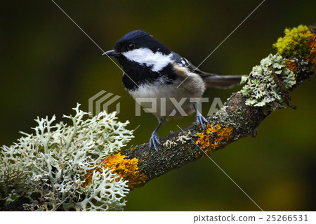 Coal Tit, songbird sitting on beautiful branch 25266531