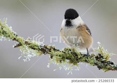 Marsh Tit, Parus palustris, songbird 25266533