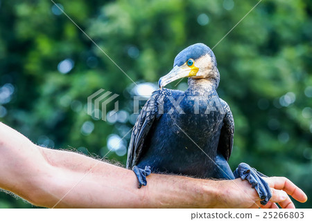 Park animator holding a cormorant 25266803