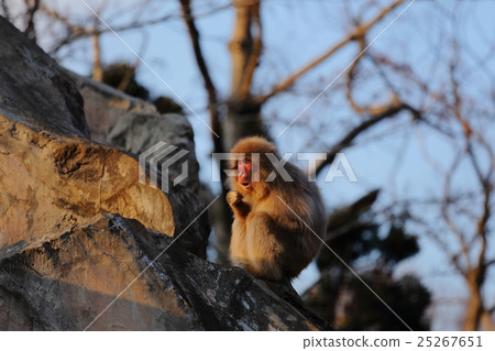 Japanese macaques Japanese macaques 25267651