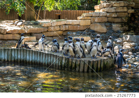 penguins at the bank of a lake pond penguins at the bank of a lake pond 25267773