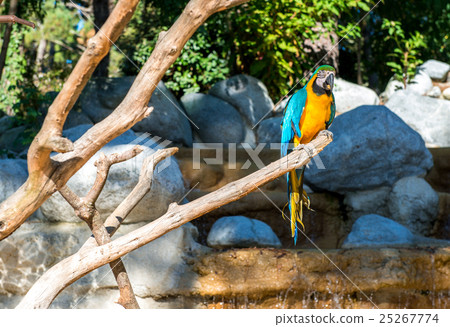 Blue-and-yellow macaw (Ara ararauna), Macaw parrot 25267774