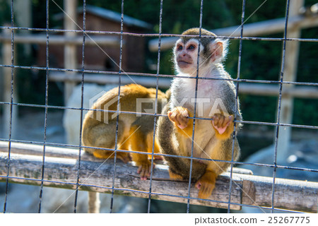 Two monkeys in a cage in the zoo Two monkeys in a cage in the zoo 25267775