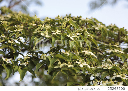Yamabote白花 Yamabote白花 25268200
