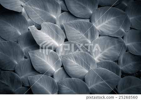 Fantasy colors of tropical plant leaves 25268560