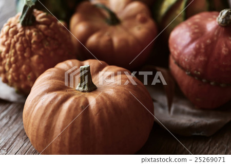 different pumpkins 25269071