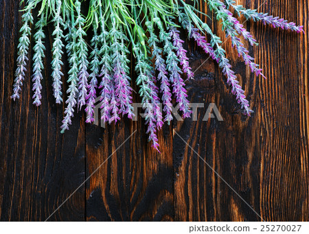 lavender lavender 25270027