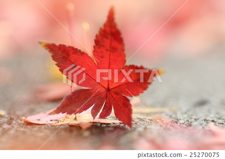Autumn leaves 25270075