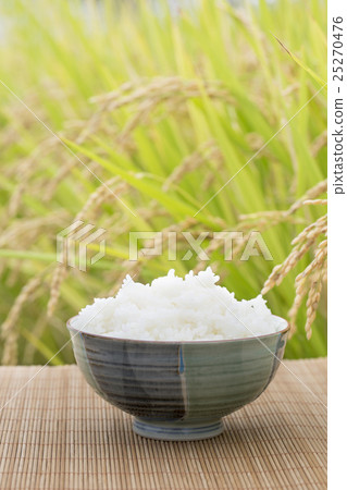 Rice and rice before harvesting 25270476