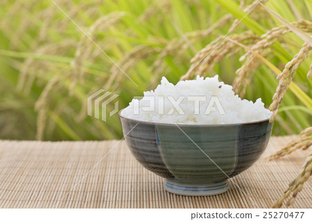 Rice and rice before harvesting 25270477