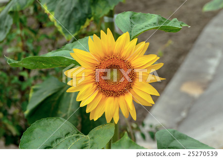 Materials of the head flower of sunflower · Japanese racial grass (Higa aioi · Nichirinso) Materials of the head flower of sunflower · Japanese racial grass (Higa aioi · Nichirinso) 25270539