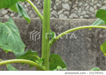 向日葵材料·日本蘿蔔（Hyuga aoi·Nichirinso）sidebuds·腋芽（狗·蝦） 25270541