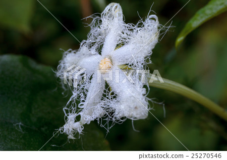 Material of corolla of cacophony 25270546