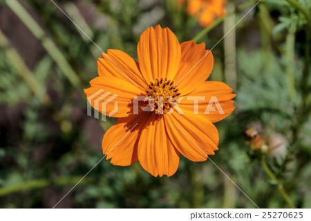 Material of head flower arrangement of yellow flower autumn cherry (kibanakosmos) 25270625