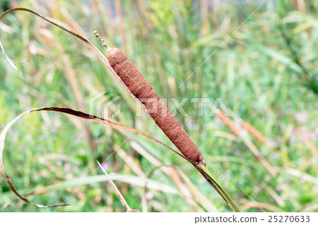Material of ears of Hima gama 25270633