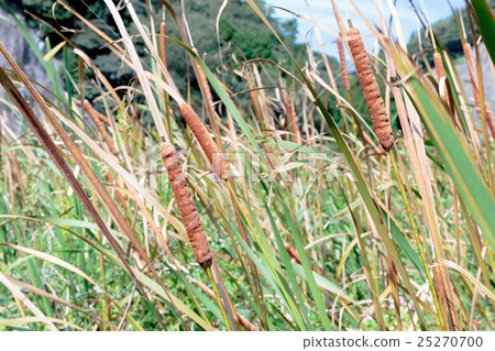 Material of ears of Hima gama Material of ears of Hima gama 25270700