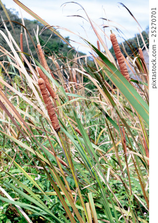 Material of ears of Hima gama 25270701