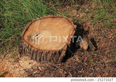 Stump of the forest Stump of the forest 25271027