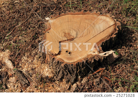 Stump of the forest Stump of the forest 25271028