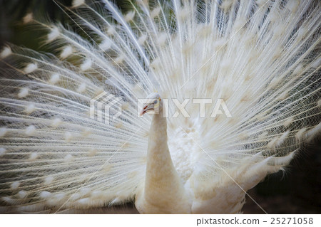 white male indian peacock white male indian peacock 25271058
