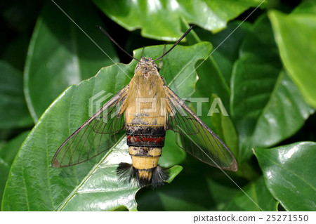 Ooskasiba Ooskasiba 25271550