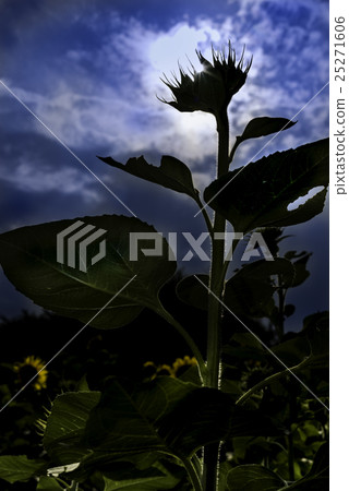 Sunflower silhouette blooming in blue sky Sunflower silhouette blooming in blue sky 25271606