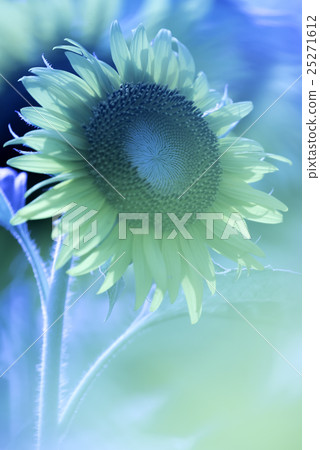 One sunflower 25271612