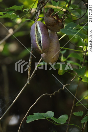 天然植物Mitsuba-akebi，它不僅吃了內容而且還有天麩羅和燉的皮革部分似乎很美味 25271855