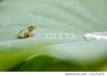 一隻青蛙 25271879