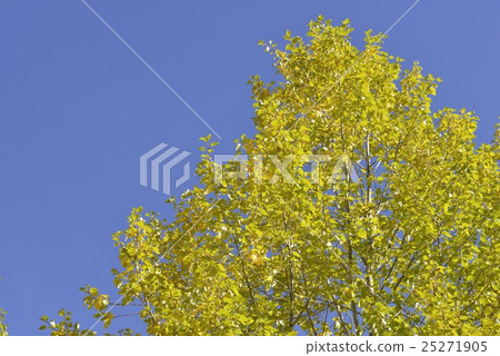 Poplar in autumn Poplar in autumn 25271905