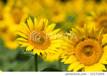 向日葵田(向日葵田) 向日葵田(向日葵田) 25272004