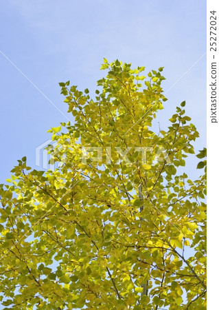 Poplar in autumn 25272024