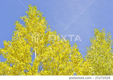 Poplar in autumn 25272026