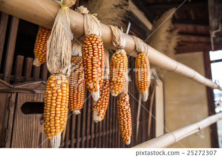 Corn dried (corn dried) 25272307