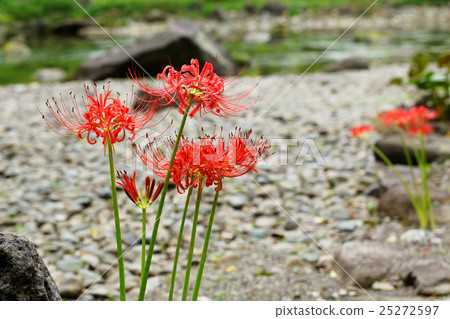 A cluster amaryllis of Koishikawa Korakuen 25272597