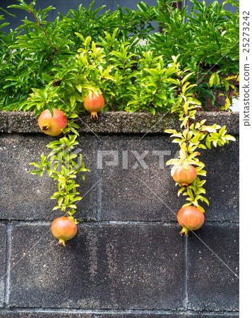 pomegranate  25273242