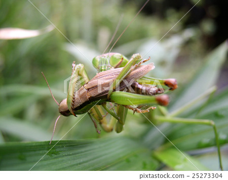 螳螂捕食者 25273304