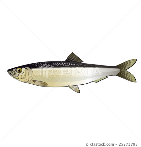 Herring, Isolated Illustration 25273795