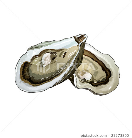 Oyster, Isolated Illustration Oyster, Isolated Illustration 25273800