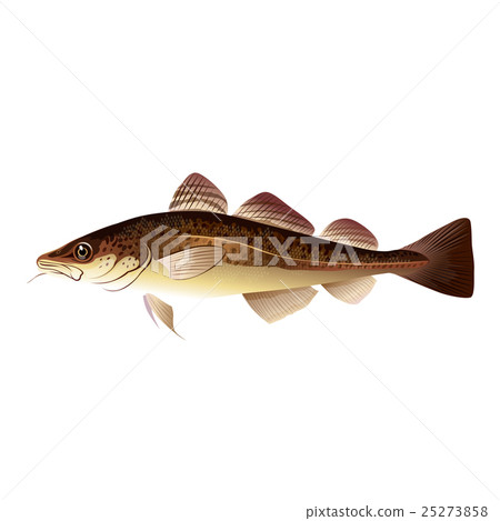 Codfish, Isolated Illustration 25273858
