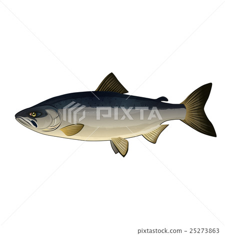Chum Salmon, Isolated Illustration 25273863
