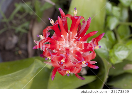 pineapple flower plant pineapple flower plant 25273869