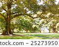  公園 25273950