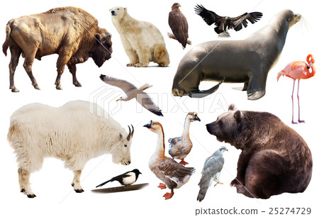 north america animals isolated 25274729