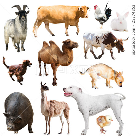 farm animals. Isolated over white 25274852