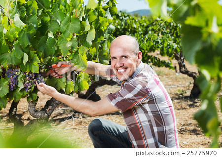Mature man picking ripe grapes on vineyard 25275970