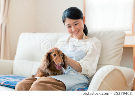dog, dogs, miniature dachshund 25279468