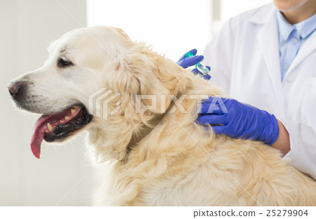close up of vet making vaccine to dog at clinic 25279904