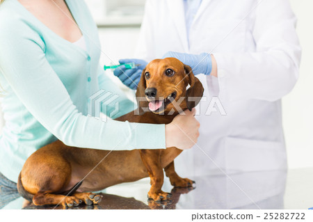 close up of vet making vaccine to dog at clinic 25282722